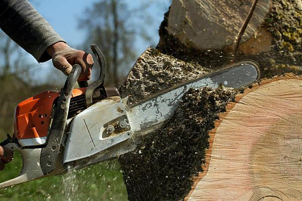 Best Tree Branch Trimming  in Homosassa Springs, FL